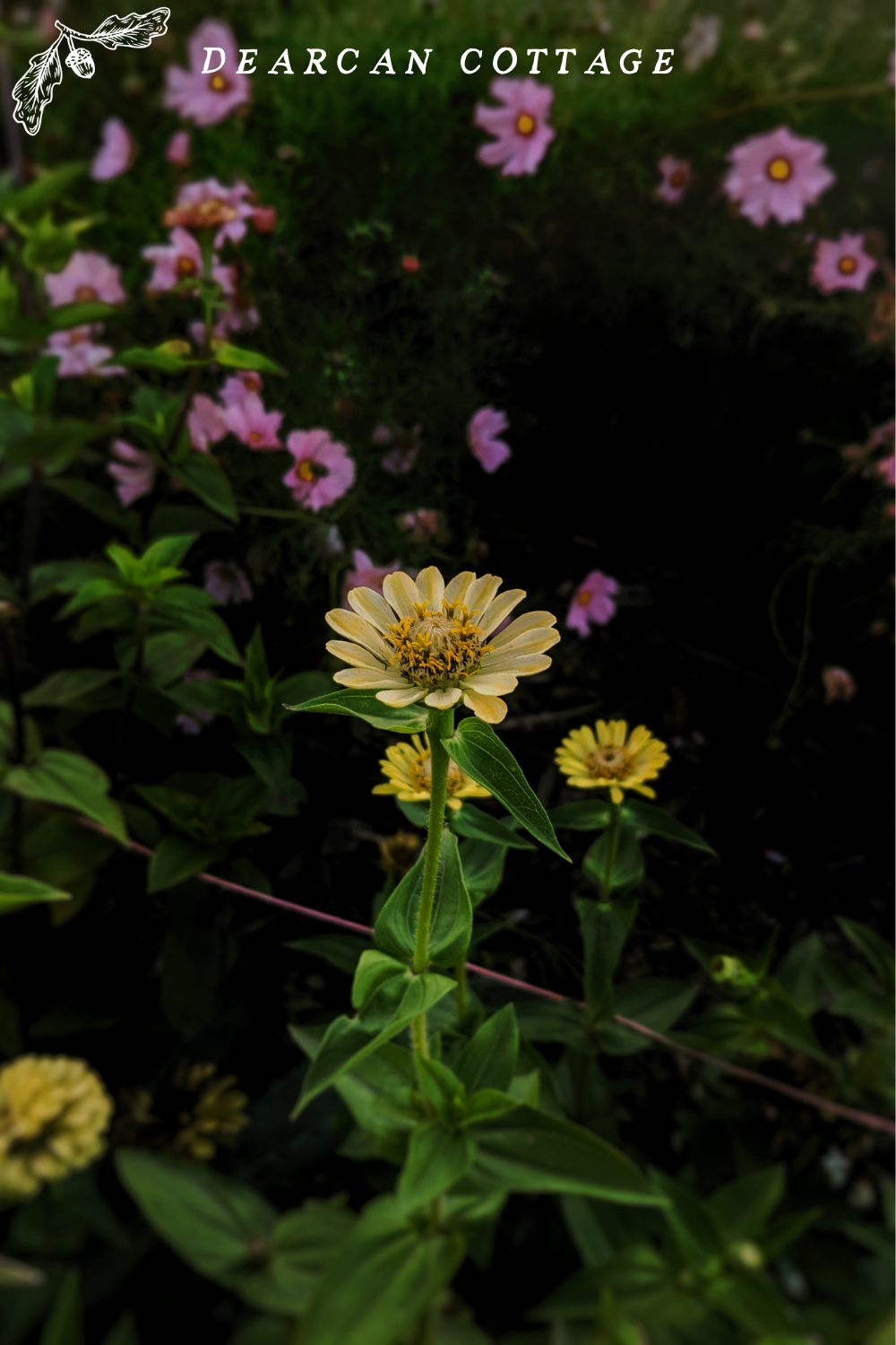 Flower in the dark