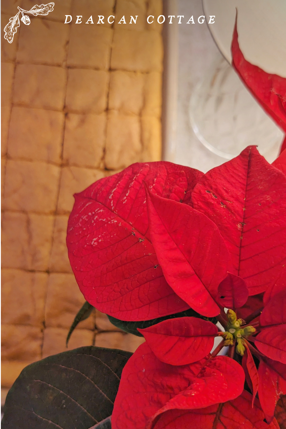 Poinsettia next to cookies 