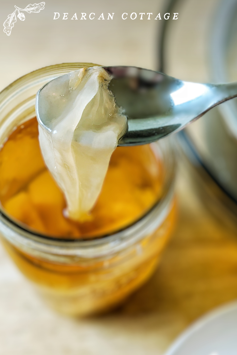 Mother Scoby