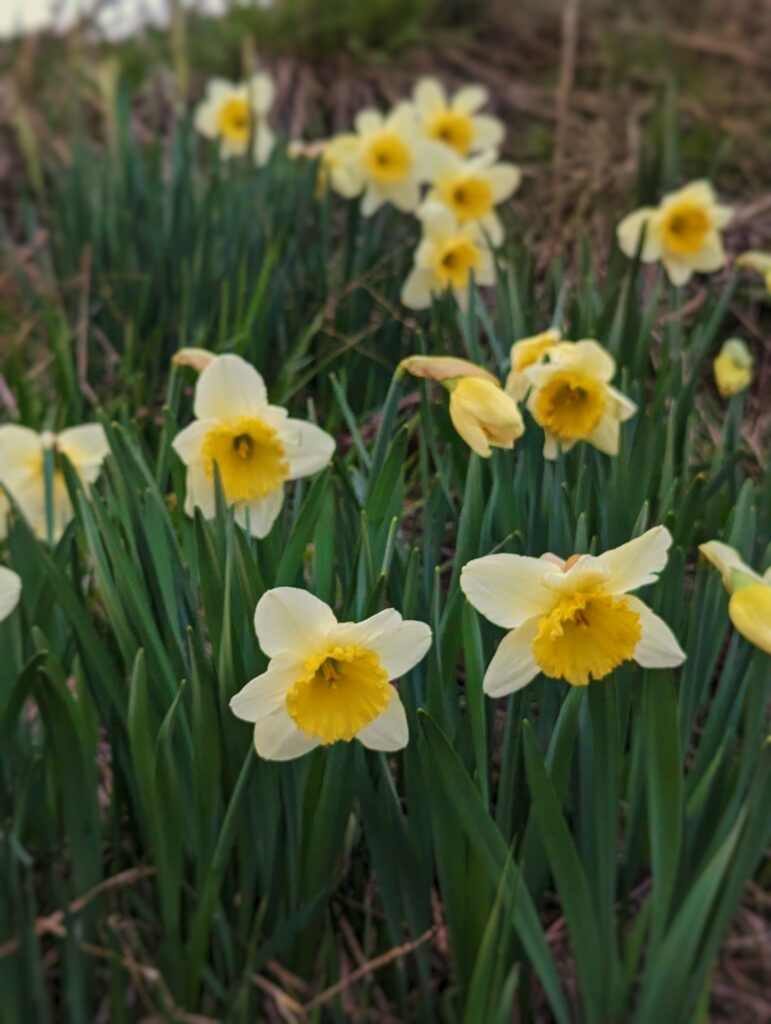 Daffodils Flowers in Wild Nature