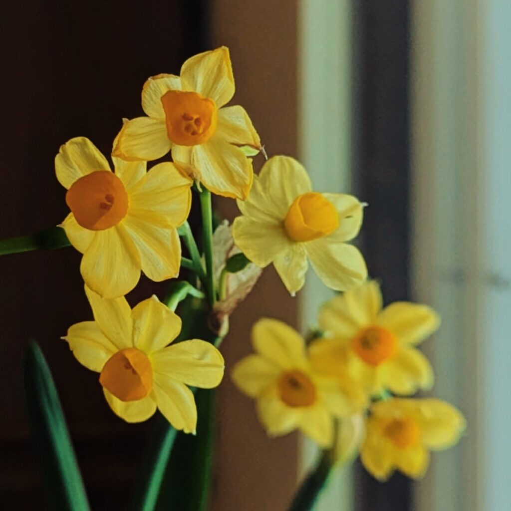 daffodils