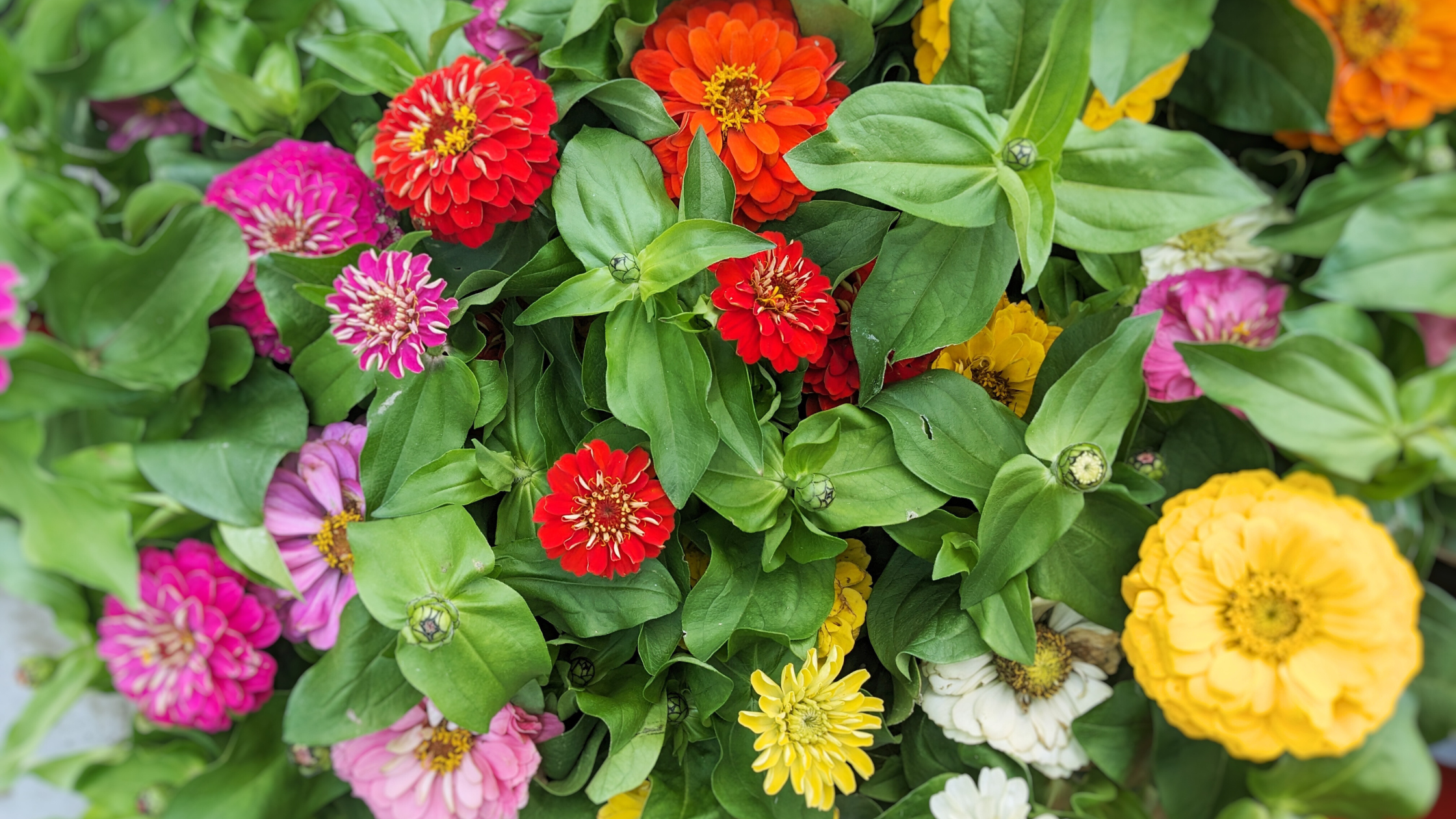 Summer zinnias